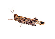 Grasshopper / Australian Plague locust (Chortoicetes terminifera) Victoria, Australia, March. meetyourneighbours.net project