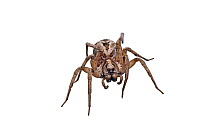 Wolf Spider (Lycosa godeffroyi) Victoria, Australia, July. meetyourneighbours.net project
