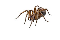 Wolf Spider (Lycosa godeffroyi) Victoria, Australia, July. meetyourneighbours.net project