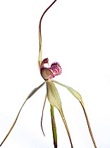 Tawny Spider orchid (Caladenia fulva) Victoria, Australia, September. meetyourneighbours.net project