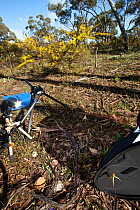 Field studio set up for photographing Spider orchids for Meetyourneighbours.net project in tTypical box / ironbark bush habitat, very sparse and stony.  A softbox used for backgrounds and a diffusion...