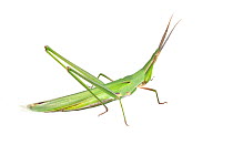 Slant faced grasshopper (Acrida conica) Victoria, Australia, March. meetyourneighbours.net project