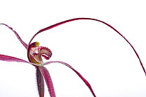 Red Daddy Long Legs orchid (Caladenia filamentosa) close up of flower head, Victoria, Australia, September.  meetyourneighbours.net project