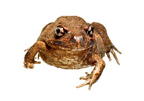 Pobblebonk / Eastern Banjo frog (Limnodynastes dumerili) Victoria, Australia. meetyourneighbours.net project