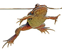 Pobblebonk / Eastern Banjo frog (Limnodynastes dumerili) in water, Victoria, Australia, September. meetyourneighbours.net project
