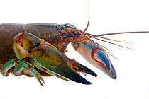 Common Yabby / crayfish (Cherax destructor) close up underwater of head and claws, Victoria, Australia, July. meetyourneighbours.net project