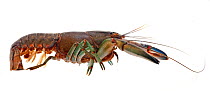 Common Yabby crayfish (Cherax destructor) underwater, Victoria, Australia, July. meetyourneighbours.net project