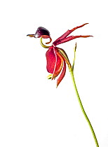 Large Duck / Flying duck Orchid (Caleana major) in flower, Victoria, Australia, November. meetyourneighbours.net project