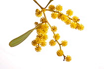 Golden Wattle (Acacia pycnantha) close up in flower, Victoria, Australia, August. meetyourneighbours.net project