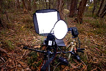 Field studio set up for photographing Tall greenhood orchid (Pterostylis melagramma) for the Meet your neighbours project, Victoria, Australia, June, 2011. meetyourneighbours.net project