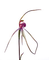 Tawny Spider orchid (Caladenia fulva) in flower on a dewy morning, Victoria, Australia, August. meetyourneighbours.net project