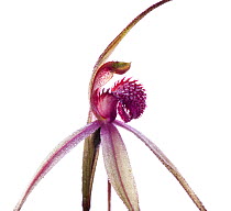 Tawny Spider orchid (Caladenia fulva) in flower on a dewy morning, Victoria, Australia, August. meetyourneighbours.net project
