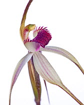 Tawny Spider orchid (Caladenia fulva) in flower, Victoria, Australia, August. meetyourneighbours.net project