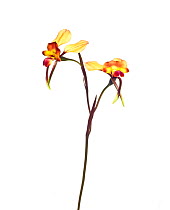 Wallflower orchid (Diuris orientis) in flower, Victoria, Australia, October. meetyourneighbours.net project