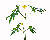 Pine Violet (Viola lobata) in flower, Sierra Nevada Mountains, California, USA, June. meetyourneighbours.net project