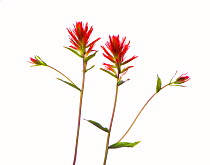 Indain Paintbrush (Castilleja coccinea) flowers, Sierra Nevada Mountains, California, USA, July. meetyourneighbours.net project