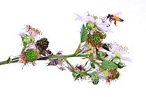 Honey bee (Apis mellifera) flying to Blackberry bush (Rubus fruticosa) flowers, Sierra Nevada Mountains, California, USA, July. meetyourneighbours.net project