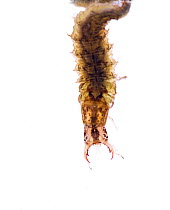 Diving Beetle (Dytiscidae) larvae on underside of water surface (hanging upside down) in vernal pool, California, USA, July. meetyourneighbours.net project