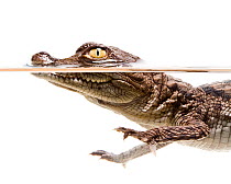 American crocodile (Crocodylus acutus) juvenile, split level, Everglades NP, Florida, USA, July. meetyourneighbours.net project