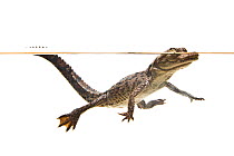 American crocodile (Crocodylus acutus) juvenile swimming, split level, Everglades NP, Florida, USA, July. meetyourneighbours.net project