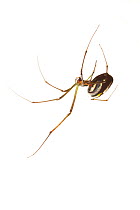 Basilica spider (Mecynogea lemniscata) Everglades NP, Florida, USA, November. meetyourneighbours.net project