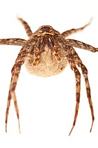 Fishing spider (Dolomedes sp) female with eggsac, Everglades NP, Florida, USA, November. meetyourneighbours.net project