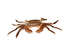 Mangrove red crab (Goniopsis cruentata) Everglades NP, Florida, USA, September. meetyourneighbours.net project