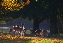 Fallow deer (Dama dama) grazing, Holkham, Norfolk, November 2011