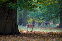 Fallow deer (Dama dama) standing in woodland, Holkham, Norfolk, November 2011
