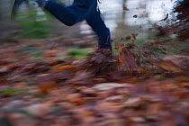 Young boy's legs -  running and kicking mud and fallen leaves in woodland, Norfolk, January 2011 Model released