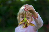 Young girl holding Sycamore seeds, Norfolk, August 2011 Model released
