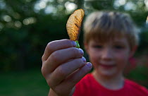 Young boy holding a Sycamore seed Norfolk, August 2011 Model released