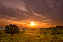 Sun rising over hillside with trees, Beacon Hill Country Park, The National Forest, Leicestershire, UK, October 2011. Did you know? Since 1995 over 2,033 hectares of habitat have been created or manag...