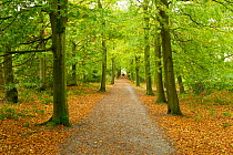 Man walking down path through an avenue of beech trees, Beacon Hill Country Park, The National Forest, Leicestershire, UK, October 2011