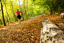 Woman jogging along a path though woodland, with log in the foreground, Beacon Hill Country Park, The National Forest, Leicestershire, UK, October 2011
