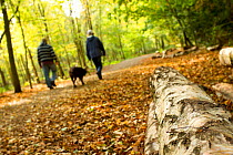 Two people walking a dog through woodland with log in the foreground, Beacon Hill Country Park, The National Forest, Leicestershire, UK, October 2011