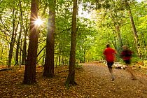 Two people jogging along a path though woodland with the sun shining through trees, Beacon Hill Country Park, The National Forest, Leicestershire, UK, October 2011. Did you know? 8 million trees have...