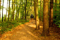Man walking along a path through woodland, Beacon Hill Country Park, The National Forest, Leicestershire, UK, October 2011