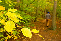 Man walking along a path through woodland with yellow autumnal leaves in foreground, Beacon Hill Country Park, The National Forest, Leicestershire, UK, October 2011