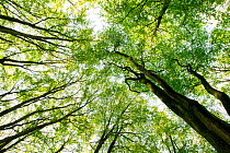 View looking up to woodland canopy, Beacon Hill Country Park, The National Forest, Leicestershire, UK, October 2011