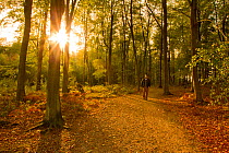 Man walking along a path through woodland with the sun shining through trees, Beacon Hill Country Park, The National Forest, Leicestershire, UK, October 2011