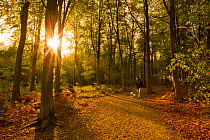 Man walking his dog along a path through woodland with the sun shining through trees, Beacon Hill Country Park, The National Forest, Leicestershire, UK, October 2011