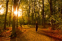 Man walking along a path through woodland with the sun shining through trees, Beacon Hill Country Park, The National Forest, Leicestershire, UK, October 2011