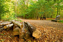 Man sitting on bench with a log pile in the foreground, Beacon Hill Country Park, The National Forest, Leicestershire, UK, October 2011