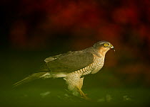 An adult female Sparrowhawk (Accipiter nisus) feeding on a collared dove kill in a garden, Derbyshire, UK, November 2011