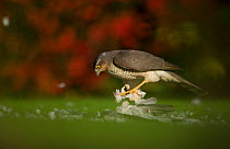 An adult female Sparrowhawk (Accipiter nisus) plucking a collared dove in a garden, Derbyshire, UK, November 2011
