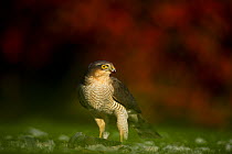 Portrait of an adult female Sparrowhawk (Accipiter nisus) on a collared dove kill in a garden, Derbyshire, UK, November 2011