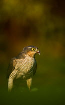 Portrait of an adult female Sparrowhawk (Accipiter nisus) on a collared dove kill in a garden, Derbyshire, UK, November 2011