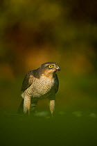 Adult female Sparrowhawk (Accipiter nisus) standing on a collared dove kill in a garden, Derbyshire, UK, November 2011