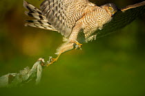 Adult female Sparrowhawk (Accipiter nisus) taking off with a collared dove kill, Derbyshire, UK, November 2011